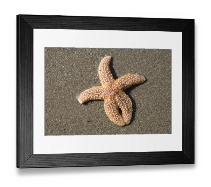 Framed Print : European Starfish (Asterias rubens) washed ashore, Den Helder, The Netherlands Framed Print : European Starfish (Asterias rubens) washed ashore, Den Helder, The Netherlands