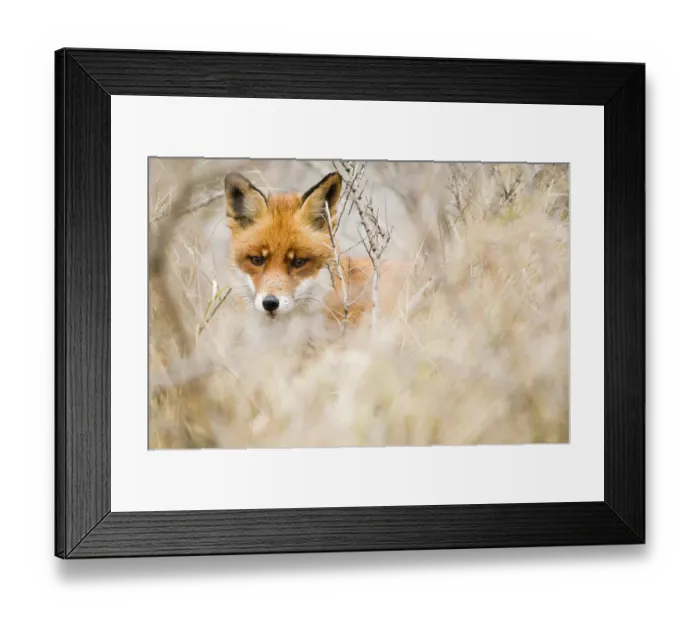 Framed Print : Red Fox (Vulpes vulpes) in the dunes Framed Print : Red Fox (Vulpes vulpes) in the dunes