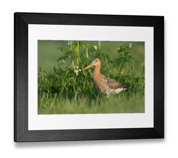 Framed Print : Black-tailed Godwit (Limosa Limosa) standing amidst wildflowers, Waal en Burg, Texel Framed Print : Black-tailed Godwit (Limosa Limosa) standing amidst wildflowers, Waal en Burg, Texel