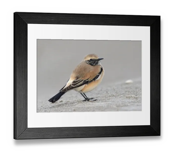 Framed Print : Desert Wheatear (Oenanthe deserti), IJmuiden, Noord-Holland, The Netherlands Framed Print : Desert Wheatear (Oenanthe deserti), IJmuiden, Noord-Holland, The Netherlands
