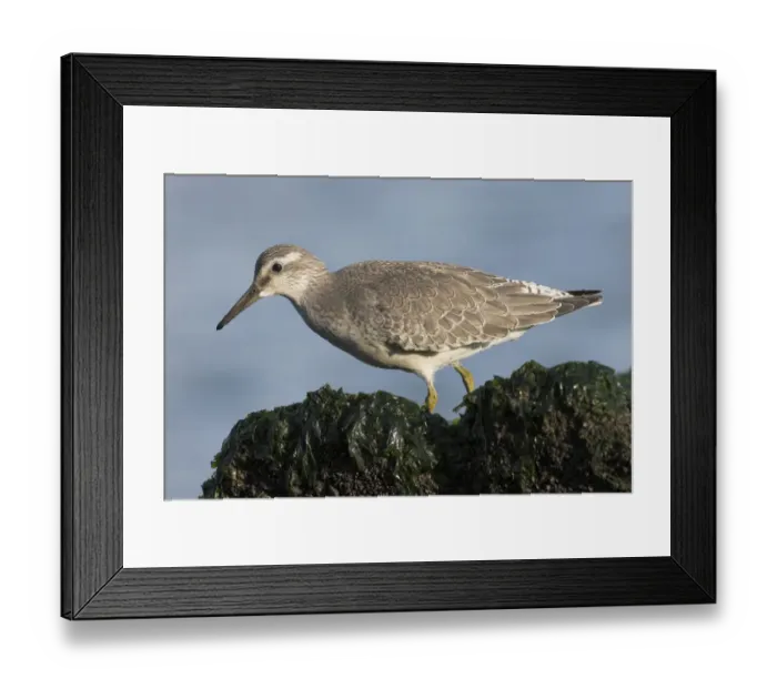 Framed Print : Red Knot (Calidris canutus) juvenile searching for food in seaweed, IJmuiden Framed Print : Red Knot (Calidris canutus) juvenile searching for food in seaweed, IJmuiden