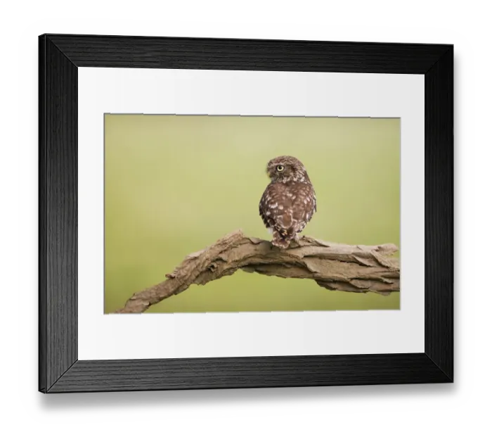 Framed Print : Female Little Owla(Athene noctua) perched on a branch, Noord-Holland, The Netherlands Framed Print : Female Little Owla(Athene noctua) perched on a branch, Noord-Holland, The Netherlands