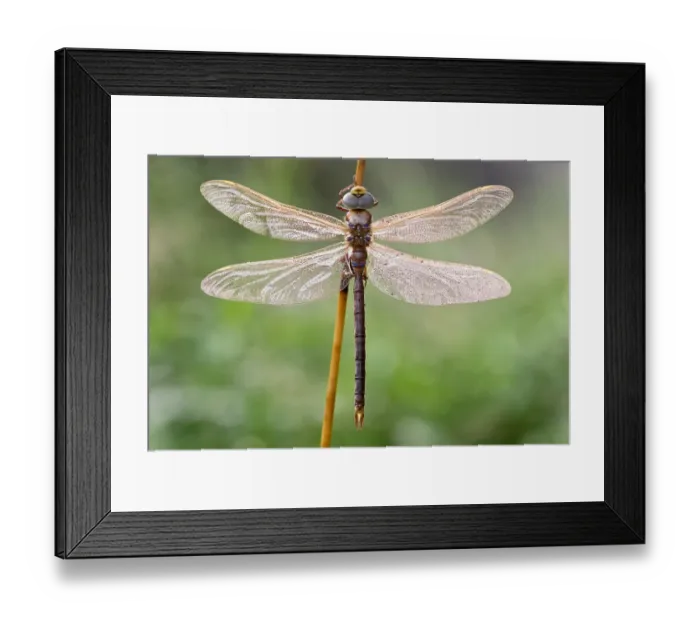 Framed Print : Brown Hawker (Aeshna grandis) waiting for the morning sun to warm it up, Naardermeer