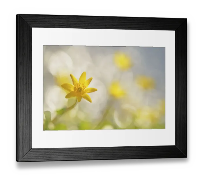 Framed Print : Lesser Celandine (Ficaria verna) blooming, Mariahoevepark, Noord-Holland, The Netherlands Framed Print : Lesser Celandine (Ficaria verna) blooming, Mariahoevepark, Noord-Holland, The Netherlands
