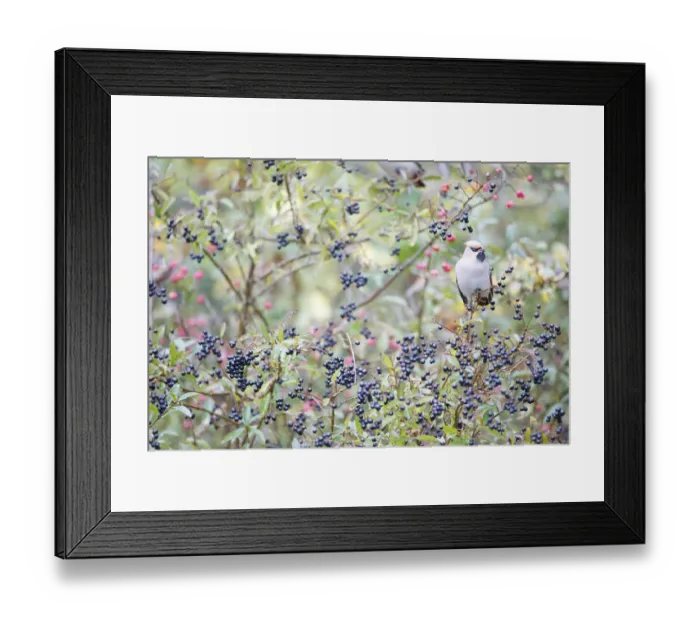 Framed Print : Bohemian Waxwing (Bombycilla garrulus) female foraging on European Privet Framed Print : Bohemian Waxwing (Bombycilla garrulus) female foraging on European Privet