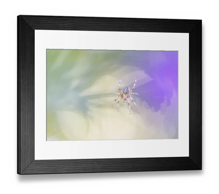Framed Print : Young female European Garden Spider (Araneus diadematus) in web, Noord-Holland