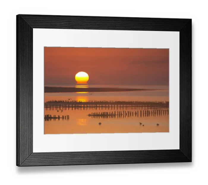 Framed Print : Common Shelducks (Tadorna tadorna) and Brent Goose (Branta bernicla Framed Print : Common Shelducks (Tadorna tadorna) and Brent Goose (Branta bernicla