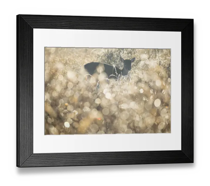 Framed Print : Fallow Deer (Dama dama) searching for food in field full of waterdrops Framed Print : Fallow Deer (Dama dama) searching for food in field full of waterdrops