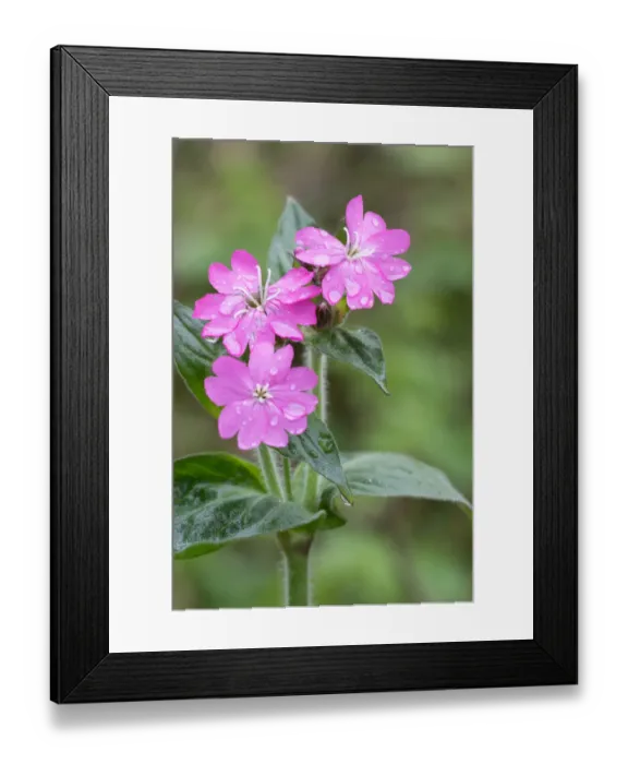 Framed Print : Red Campion (Silene dioica) covered with rain drops in close up, Duinen van Texel Framed Print : Red Campion (Silene dioica) covered with rain drops in close up, Duinen van Texel