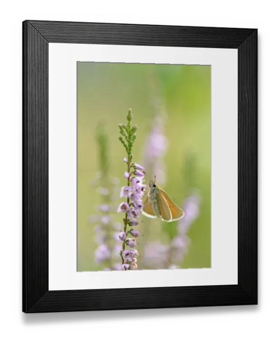 Framed Print : Essex Skipper (Thymelicus lineola) resting on bloomin Common Heather, Laegieskamp Framed Print : Essex Skipper (Thymelicus lineola) resting on bloomin Common Heather, Laegieskamp