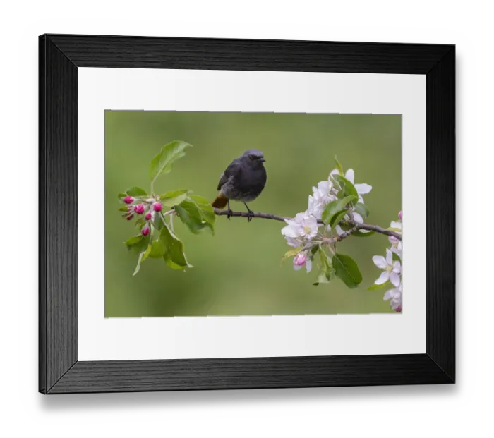 Framed Print : Black Redstart (Phoenicurus ochruros) male perched on a blossoming twig, Diemen Framed Print : Black Redstart (Phoenicurus ochruros) male perched on a blossoming twig, Diemen