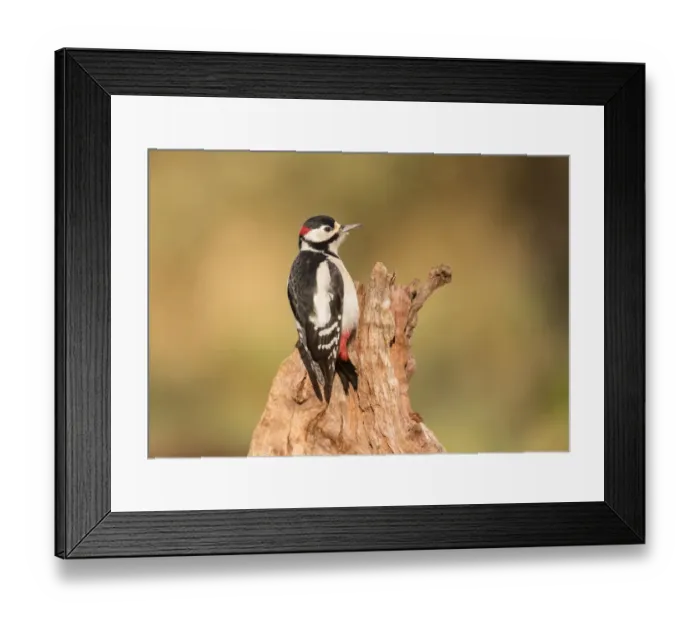 Framed Print : Great spotted woodpecker (Dendrocopos major) resting on tree stump, Noord-Holland Framed Print : Great spotted woodpecker (Dendrocopos major) resting on tree stump, Noord-Holland