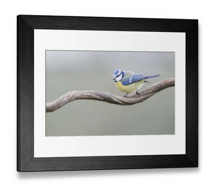 Framed Print : Blue Tit (Cyanistes caeruleus) perched on a branch, Noord-Holland, Amsterdam Framed Print : Blue Tit (Cyanistes caeruleus) perched on a branch, Noord-Holland, Amsterdam