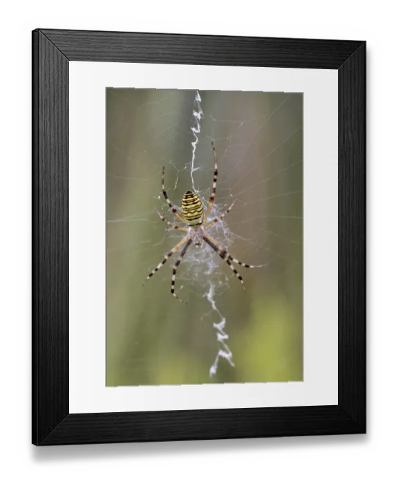 Framed Print : Wasp Spider (Argiope bruennichi) in its typical web with a prominent zigzag shape Framed Print : Wasp Spider (Argiope bruennichi) in its typical web with a prominent zigzag shape