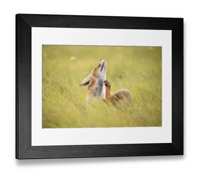 Framed Print : aaoung Red Fox (Vulpes vulpes) scratching its neck, Amsterdamse Waterleidingduinen
