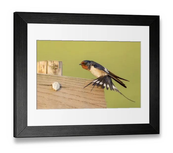 Framed Print : Barn Swallow (Hirundo rustica) stretching its wings while resting on a wooden fence in a Framed Print : Barn Swallow (Hirundo rustica) stretching its wings while resting on a wooden fence in a