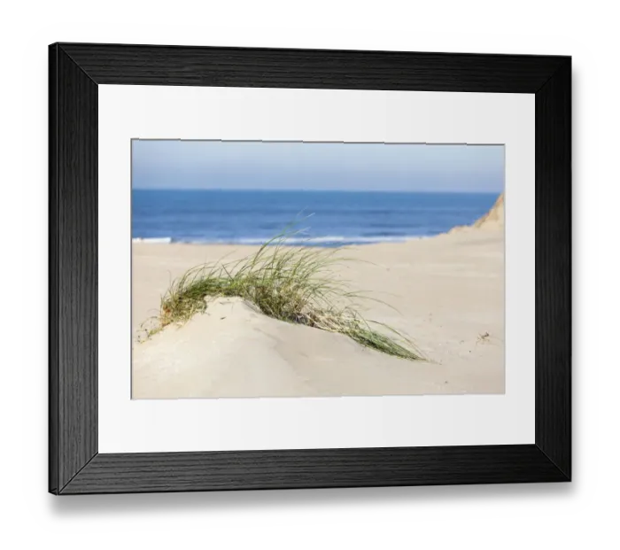 Framed Print : Dune formation with European Beachgrass (Ammophila arenaria) Framed Print : Dune formation with European Beachgrass (Ammophila arenaria)