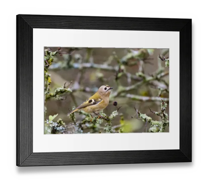 Framed Print : Goldcrest (Regulus regulus) perched on a branch, Noord Holland, the Netherlands Framed Print : Goldcrest (Regulus regulus) perched on a branch, Noord Holland, the Netherlands