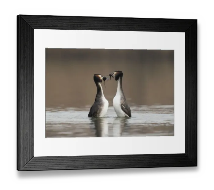 Framed Print : Great Crested Grebe (Podiceps cristatus) couple dancing on the water with nesting Framed Print : Great Crested Grebe (Podiceps cristatus) couple dancing on the water with nesting