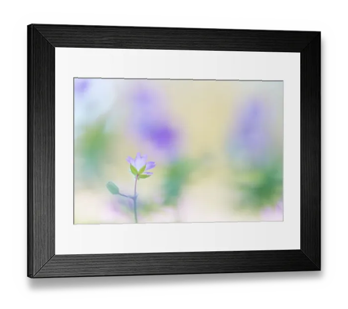 Framed Print : Doveaes-foot Craneaes bill (Geranium molle) blooming, Noord-Holland, the Netherlands Framed Print : Doveaes-foot Craneaes bill (Geranium molle) blooming, Noord-Holland, the Netherlands