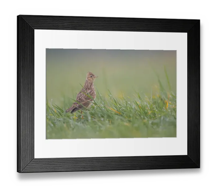 Framed Print : Eurasian Skylark (Alauda arvensis) sitting in grassland, Noord-Holland, the Netherlands Framed Print : Eurasian Skylark (Alauda arvensis) sitting in grassland, Noord-Holland, the Netherlands