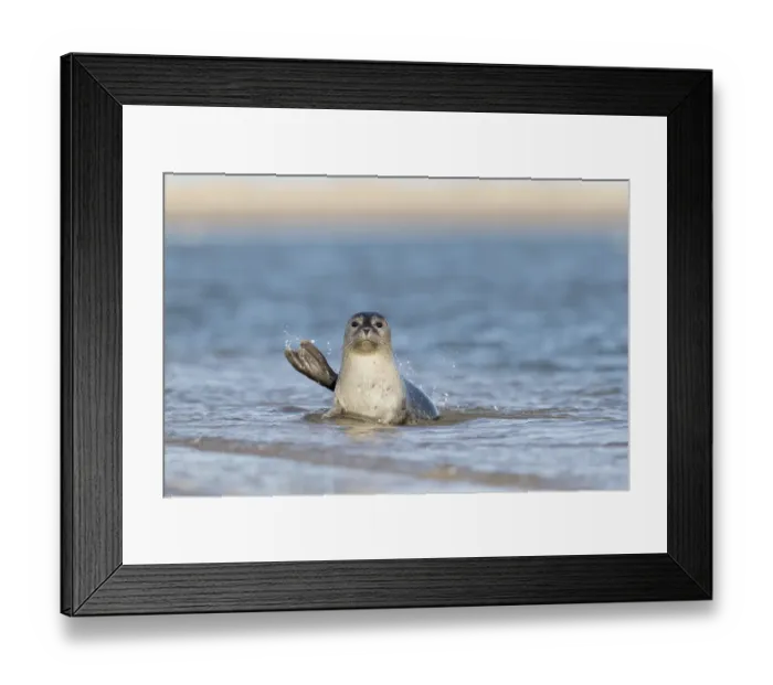 Framed Print : Common seal (Phoca vitulina) in water near a sandy beach, de Hors, Texel, Noord Holland Framed Print : Common seal (Phoca vitulina) in water near a sandy beach, de Hors, Texel, Noord Holland