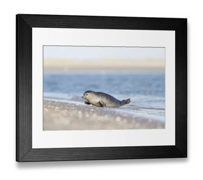 Framed Print : Baltic ringed seal (Pusa hispida) in water near a sandy beach, de Hors, Texel, Noord-Holland Framed Print : Baltic ringed seal (Pusa hispida) in water near a sandy beach, de Hors, Texel, Noord-Holland