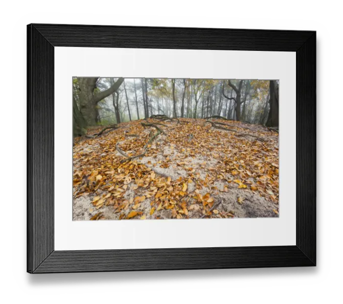 Framed Print : European Beech (Fagus sylvatica) leaves on sand dune in autumn on misty morning Framed Print : European Beech (Fagus sylvatica) leaves on sand dune in autumn on misty morning