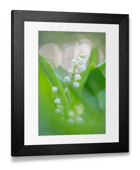 Framed Print : Lily of the valley (Convallaria majalis) blooming, Gooilust, Noord-Holland Framed Print : Lily of the valley (Convallaria majalis) blooming, Gooilust, Noord-Holland