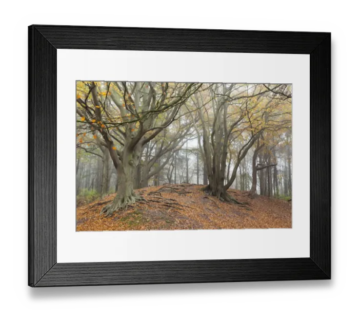 Framed Print : European Beech (Fagus sylvatica) on sand dune in autumn on misty morning Framed Print : European Beech (Fagus sylvatica) on sand dune in autumn on misty morning