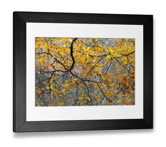 Framed Print : Detail of European Beech (Fagus sylvatica) branches in autumn Framed Print : Detail of European Beech (Fagus sylvatica) branches in autumn