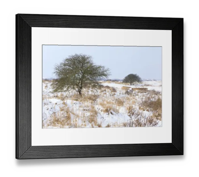 Framed Print : Winter dune landscape with Singleseed Hawthorn (Heacrataegus monogyna) with snow Framed Print : Winter dune landscape with Singleseed Hawthorn (Heacrataegus monogyna) with snow