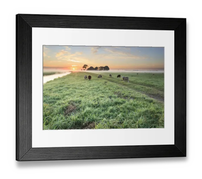 Framed Print : Group of Domestic Sheep (Ovis aries) grazing in meadow at misty morning with farm in Framed Print : Group of Domestic Sheep (Ovis aries) grazing in meadow at misty morning with farm in