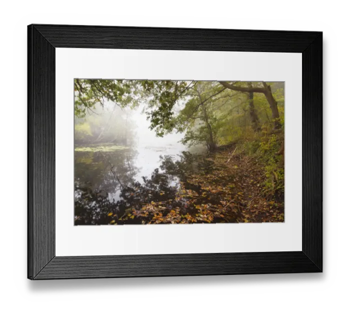 Framed Print : Autumn leaves in lake with trees at shore and morning haze, Noordhollands Duinreservaat Framed Print : Autumn leaves in lake with trees at shore and morning haze, Noordhollands Duinreservaat