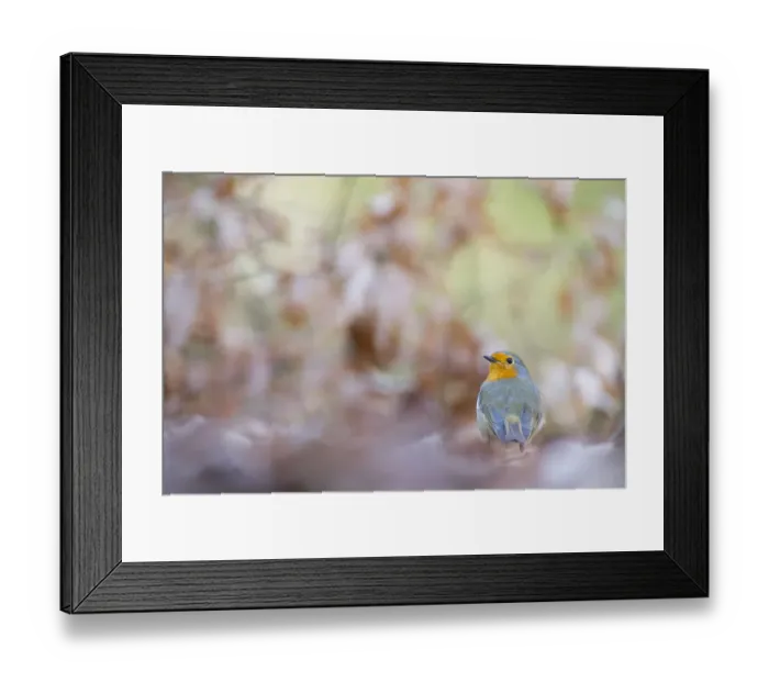 Framed Print : European Robin (Erithacus rubecula) sitting, The Netherlands, Noord-Holland Framed Print : European Robin (Erithacus rubecula) sitting, The Netherlands, Noord-Holland