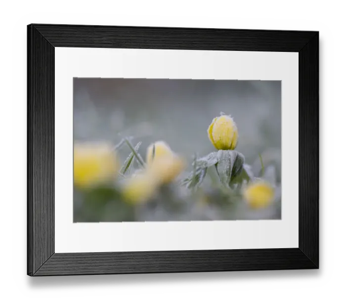 Framed Print : Winter Aconite (Eranthis hyemalis) flowering in frost, The Netherlands, Noord-Holland