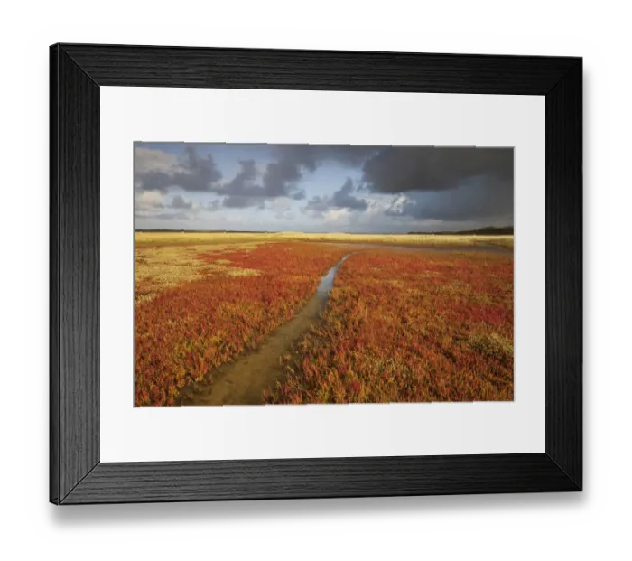 Framed Print : The Slufter at Texel in autumn with Common Glasswort (Salicornia europaea), Texel Framed Print : The Slufter at Texel in autumn with Common Glasswort (Salicornia europaea), Texel