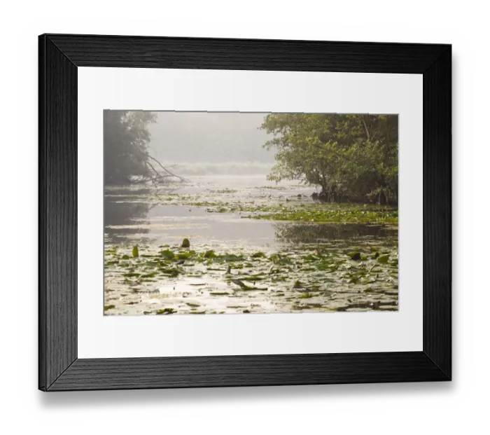 Framed Print : Field of European white water lilies (Nymphaea alba) in lake with trees on shore Framed Print : Field of European white water lilies (Nymphaea alba) in lake with trees on shore