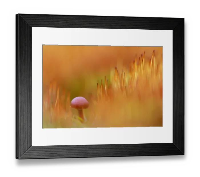 Framed Print : Hairy Leg Bell (Galerina vittiformis) between flowering Bristly Haircap Framed Print : Hairy Leg Bell (Galerina vittiformis) between flowering Bristly Haircap