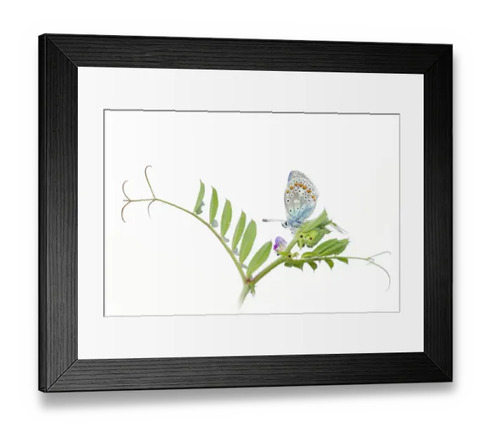 Framed Print : Common Blue (Polyommatus icarus) resting on Common Vetch, Noord-Holland, the Netherlands Framed Print : Common Blue (Polyommatus icarus) resting on Common Vetch, Noord-Holland, the Netherlands