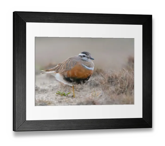 Framed Print : Eurasian Dotterel (Charadrius morinellus) standing in the dunes Framed Print : Eurasian Dotterel (Charadrius morinellus) standing in the dunes