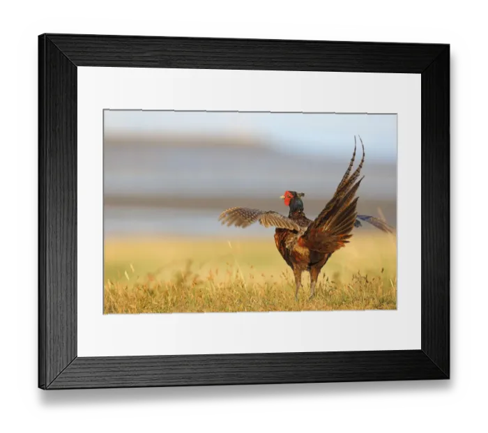 Framed Print : Common Pheasant (Phasianus colchicus) male flapping his wings, Texel, Noord-Holland