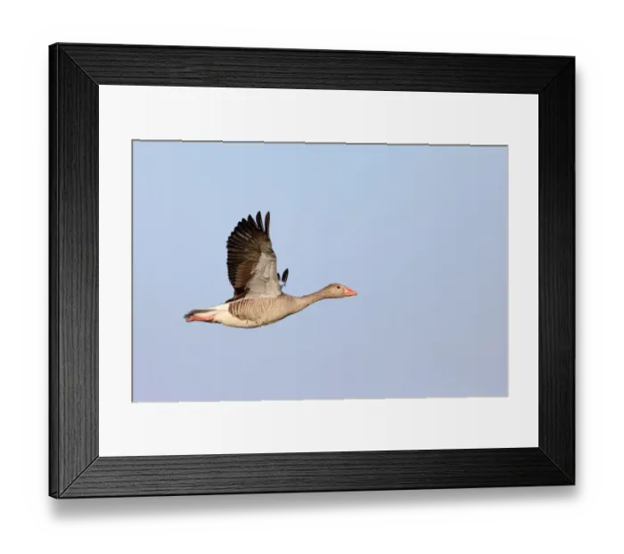 Framed Print : Greylag Goose (Anser anser) in flight against a blue sky, Texel, Noord-Holland Framed Print : Greylag Goose (Anser anser) in flight against a blue sky, Texel, Noord-Holland