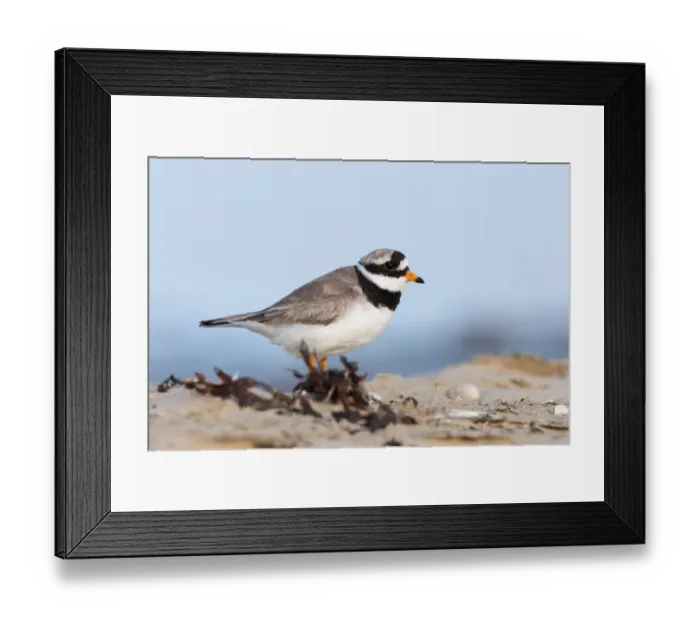 Framed Print : Common Ringed Plover (Charadrius hiaticula) standing on the beach, Texel, Noord-Holland Framed Print : Common Ringed Plover (Charadrius hiaticula) standing on the beach, Texel, Noord-Holland