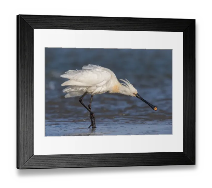 Framed Print : Eurasian Spoonbill (Platalea leucorodia) at the coast, shaking its feathers, Texel Framed Print : Eurasian Spoonbill (Platalea leucorodia) at the coast, shaking its feathers, Texel