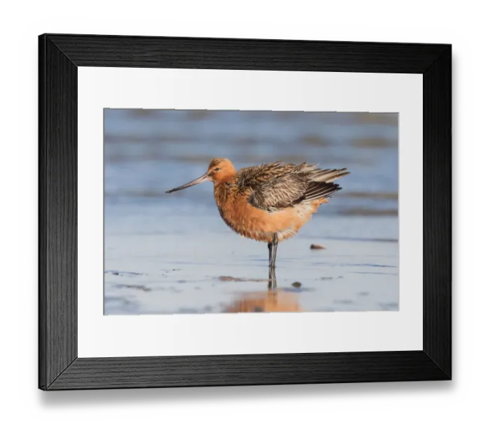 Framed Print : Bar-tailed Godwit (Limosa lapponica) adult male ruffling its feathers along the shoreline Framed Print : Bar-tailed Godwit (Limosa lapponica) adult male ruffling its feathers along the shoreline