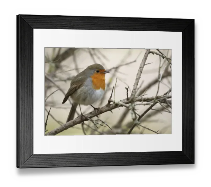 Framed Print : European Robin (Erithacus rubecula) perched on a branch of a Common Sea Buckthorn Framed Print : European Robin (Erithacus rubecula) perched on a branch of a Common Sea Buckthorn