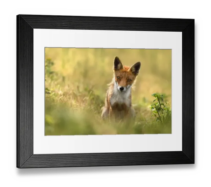 Framed Print : Red Fox (Vulpes vulpes) staring at the camera, Amsterdamse Waterleidingduinen Framed Print : Red Fox (Vulpes vulpes) staring at the camera, Amsterdamse Waterleidingduinen