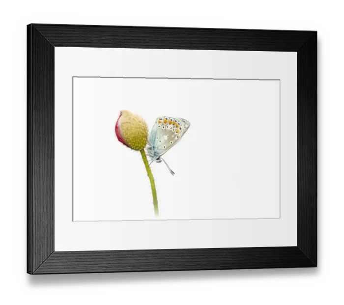 Framed Print : Common Blue (Polyommatus icarus) resting on an unidentified Papaveraceae, Noord-Holland Framed Print : Common Blue (Polyommatus icarus) resting on an unidentified Papaveraceae, Noord-Holland
