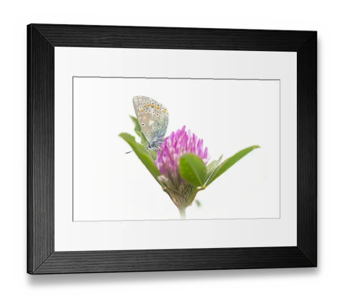 Framed Print : Common Blue (Polyommatus icarus) resting on Papaveraceae, Noord-Holland, the Netherlands